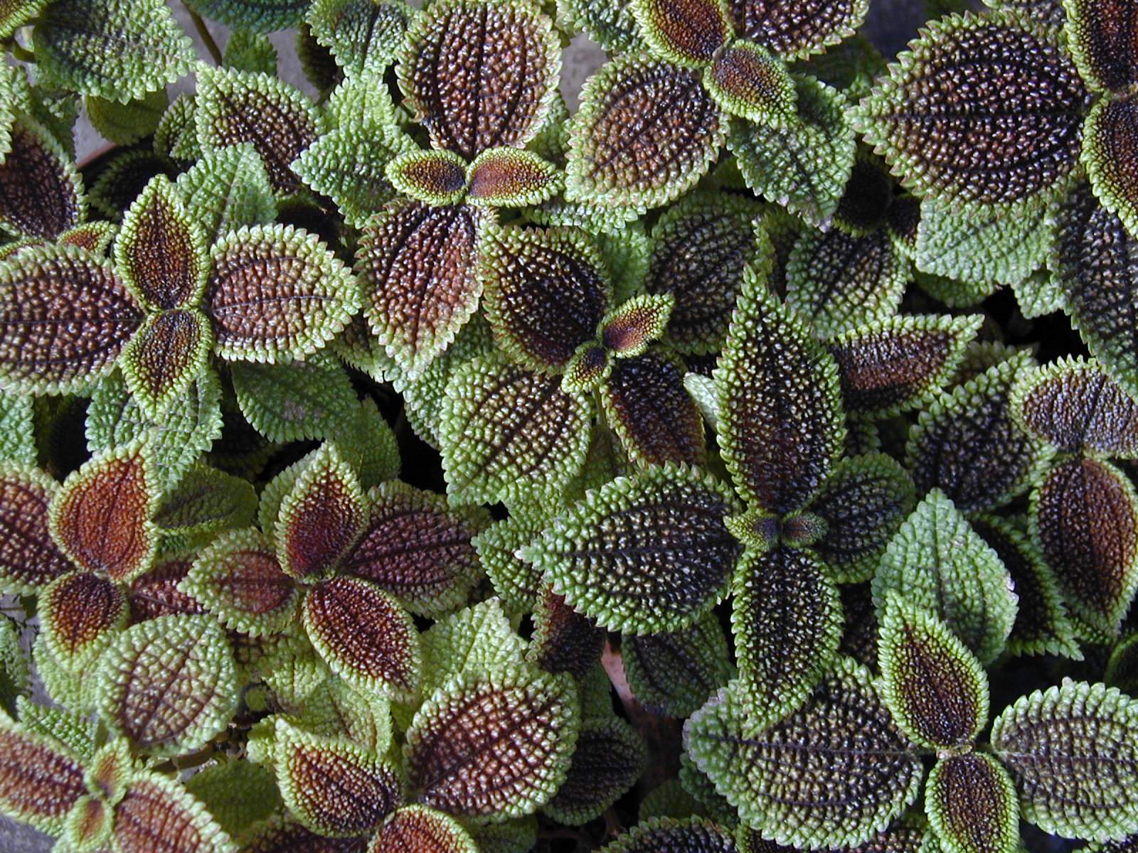 Коллекции растений ЦСБС СО РАН - Pilea involucrata (Sims) C.H.Wright ...